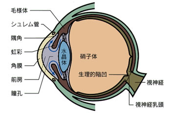 緑内障 一般眼科 やまぐち眼科クリニック 大泉学園 練馬区 眼科 小児眼科